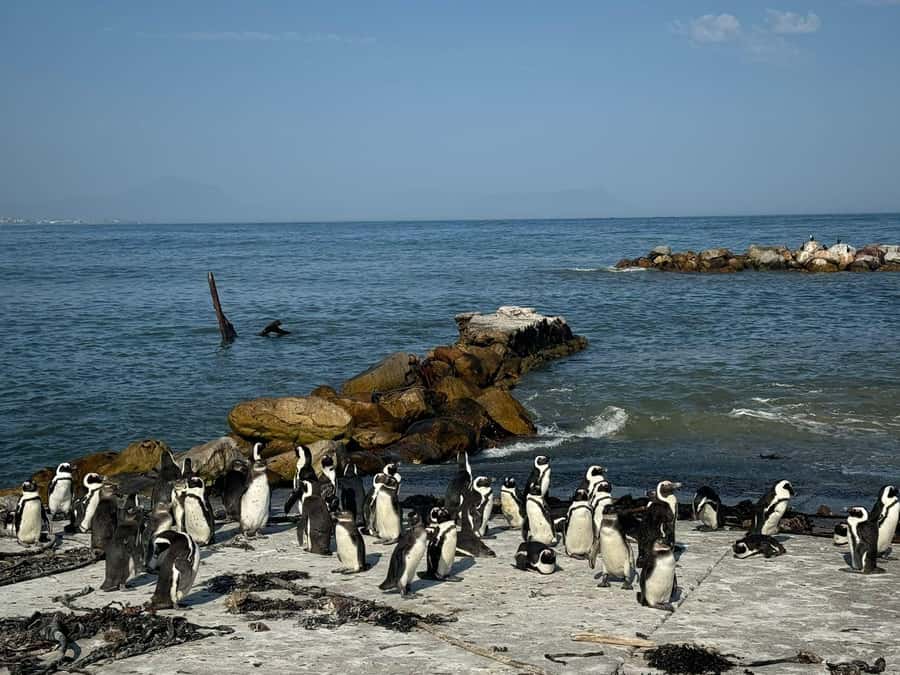 Private Tour: Hermanus- Boat Based Whale Watching Experience - Lunch by the sea: letting the day slow down (and planning for your own bill)