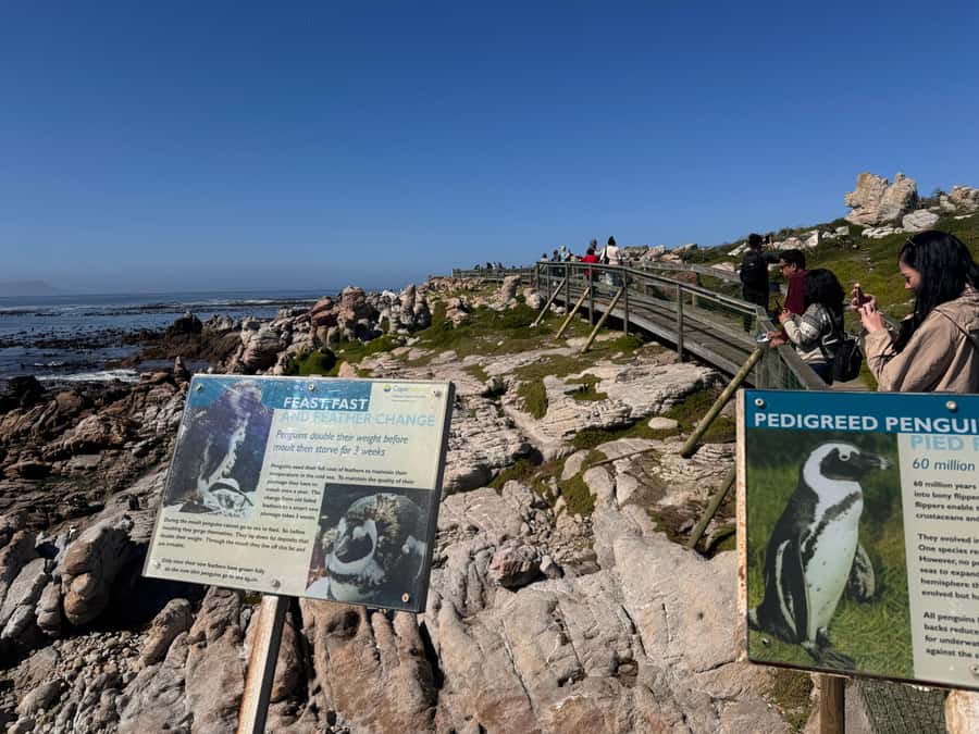 Private Tour: Hermanus- Boat Based Whale Watching Experience - Guide Leonard’s impact: safe, organized, and full of context