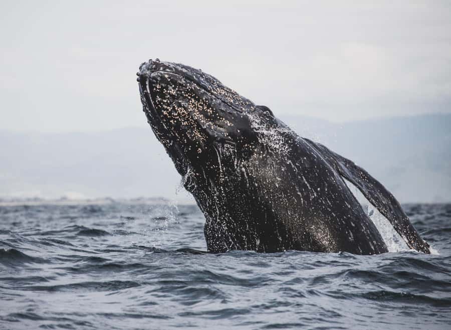Private Tour: Hermanus- Boat Based Whale Watching Experience - Price and value at $370 per person: what you are paying for, and what you are not