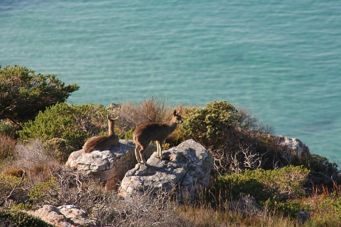 Private Tour Of Penguins, Cape Of Good Hope & Peninsula. - Chapman’s Peak Drive and Camps Bay sunsets: the road you stop for