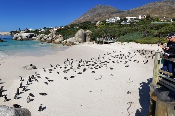 Private Tour Of Penguins, Cape Of Good Hope & Peninsula. - Should you book this private tour?