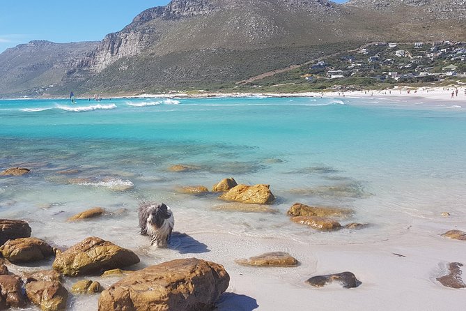 Private Tour Of Penguins, Cape Of Good Hope & Peninsula. - Scarborough Beach and Noordhoek Farm Village: calmer coves and real local breaks