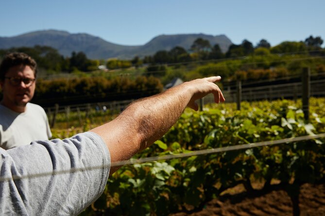 Private Tour of Top 5 Stellenbosch Wineries From Cape Town - Waterford Estate: Helderberg mountain views and a cellar you can see