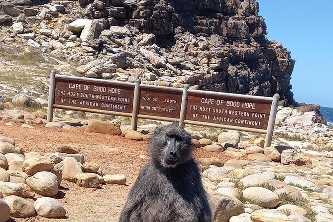 Private Tour: Penguins, Cape Point and Cape of Good Hope - Key highlights to know before you go