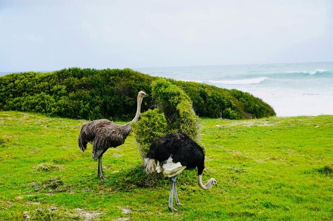 Private Tour: Penguins, Cape Point and Cape of Good Hope - Maiden’s Cove and the Atlantic Seaboard views that do the heavy lifting