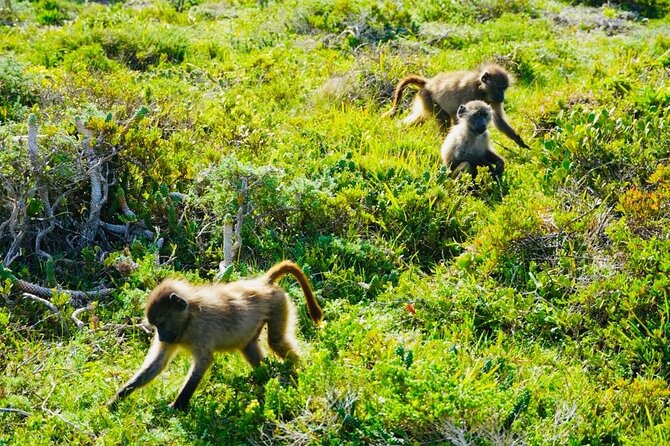 Private Tour: Penguins, Cape Point and Cape of Good Hope - Cape of Good Hope: monuments, beaches, and a proper sense of place