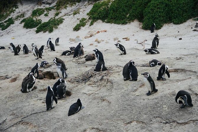 Private Tour: Penguins, Cape Point and Cape of Good Hope - Bo-Kaap: colorful houses, quick stop, real context