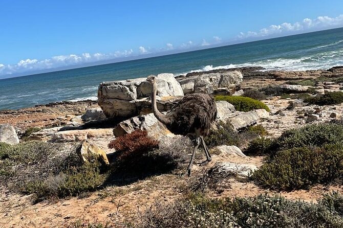 Private Tour: Table Mountain Boulder's Beach Penguin Cape Point - Chapman’s Peak Drive: scenic stops, weather checks, and rock fall reality