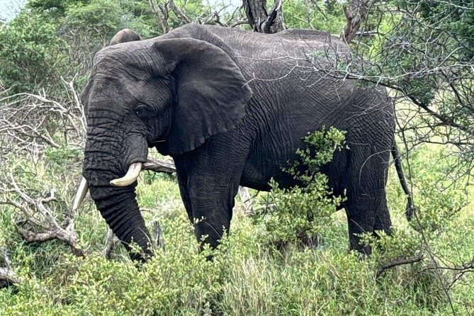 Private Tour to Aquila Game Reserve in Cape Town - see the Big5 - Photo ops beyond the safari vehicle, mountains and scenic route stops