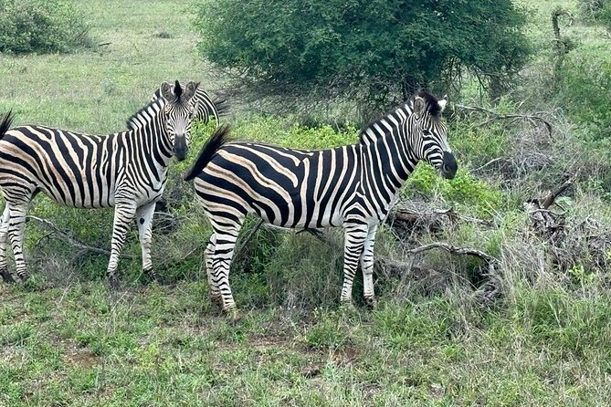 Private Tour to Aquila Game Reserve in Cape Town - see the Big5 - Private tour comfort, your group stays in charge of the pace