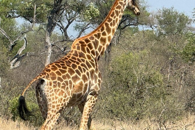 Private Tour to Aquila Game Reserve in Cape Town - see the Big5 - Buffet lunch before the game drive, a smart timing choice