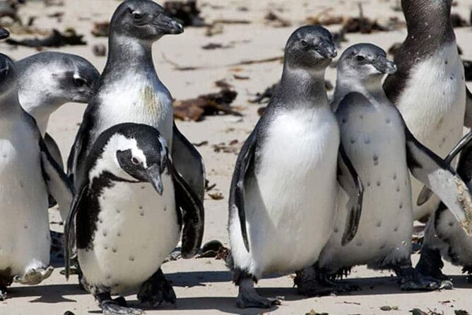 Private Tour to Robben Island and Cape Point in Cape Town - Timing, Weather, and the Pace You’ll Feel