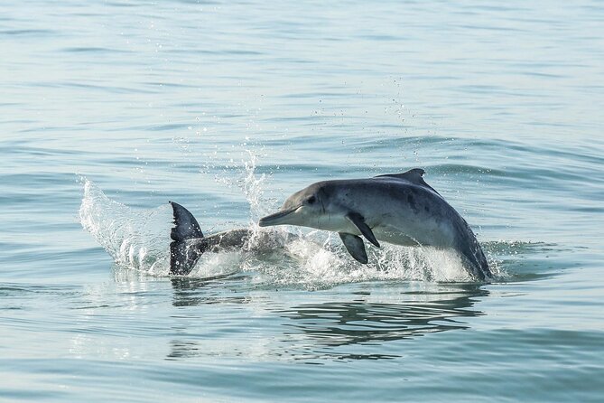 Private Tour: Whale Watching Shared Boat Trip from Cape Town - Hermanus on land: where to go after the boat