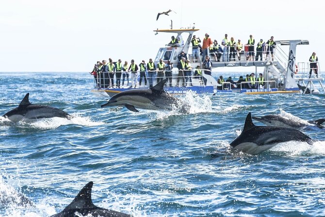 Private Tour: Whale Watching Shared Boat Trip from Cape Town - Who this tour fits best