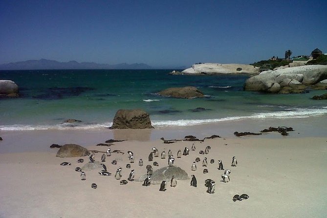Private Tour with Wine Expert to Cape of Good Hope & Constantia Wine Region - Boulders Beach Penguin Colony: Short Visit, High Impact