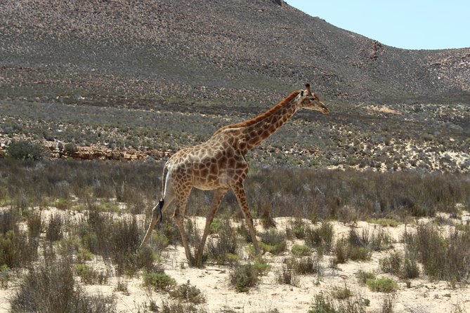 Private Transfer to Safari Big 5 at Aquila from Cape Town Excluding Entry Fees - Door-to-door comfort to Aquila’s Big Five zone