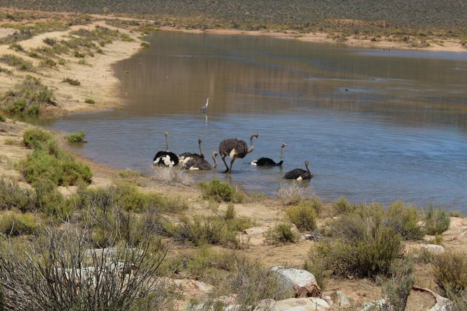 Private Transfer to Safari Big 5 at Aquila from Cape Town Excluding Entry Fees - Arrival at Aquila, cool drinks, and that pre-safari rhythm