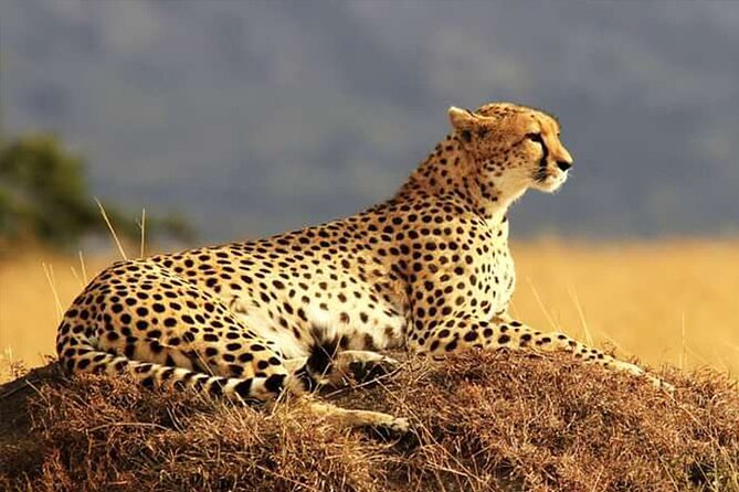 Private Ultimate Pilanesberg Safari from Johannesburg - Morning Game Drive In An Open 4x4: Big Five Search Mode
