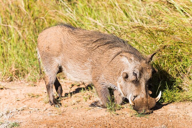 Private Ultimate Pilanesberg Safari from Johannesburg - What Makes This Safari Feel Private, With Real Flexibility