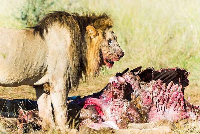 Private Ultimate Pilanesberg Safari from Johannesburg - Price and Value: Is $491.42 Worth It?