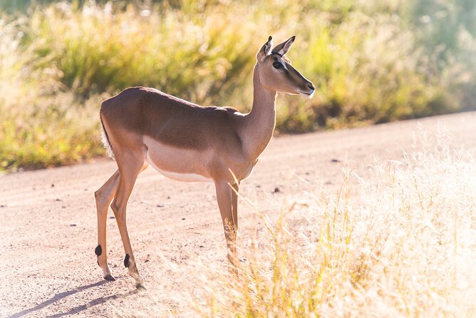 Private Ultimate Pilanesberg Safari from Johannesburg - What To Pack For Open-Vehicle Game Viewing