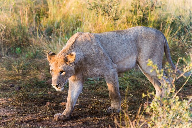 Private Ultimate Pilanesberg Safari from Johannesburg - Who This Safari Suits Best