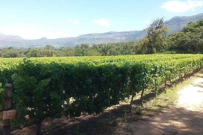 Private Visit to the Wineries Stellenbosch Franschoek from Cape Town Full Day - Stellenbosch Town and the Village Museum (A Break from the Road)
