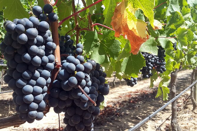 Private Wine Tasting Tour in Constantia, Cape Town - Constantia First Stop: Why This Wine Valley Makes Sense