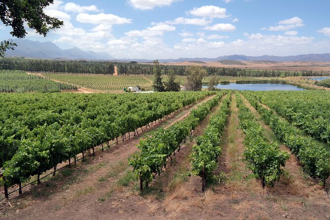 Private Wine Tasting Tour in Constantia, Cape Town - Your Day Timeline: Start at 9:00 AM and Pace Yourself