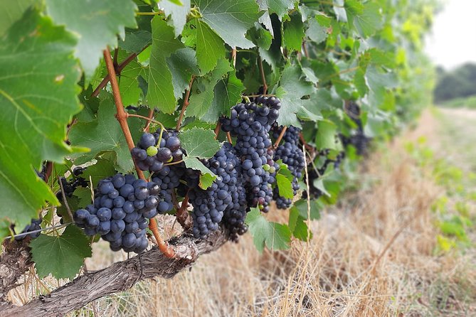 Private Wine Tour of Stellenbosch, Franschhoek and Paarl - Stellenbosch stop: your first taste of classic Cape Winelands wine country