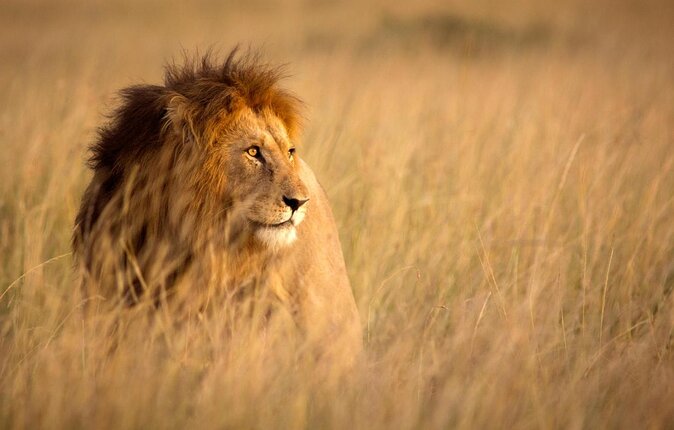Rhino and Lion Park Guided Tour from Johannesburg - Key highlights to notice before you go