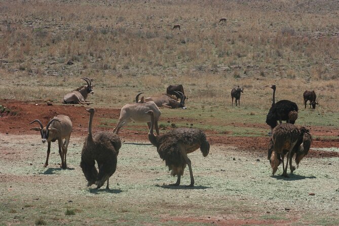 Rhino and Lion Park Guided Tour from Johannesburg - First step: 8:30 am pickup and the Ulysses vehicle routine