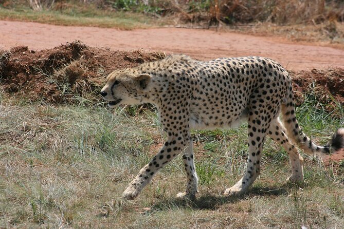 Rhino and Lion Park Guided Tour from Johannesburg - Predator camps and close lion viewing with an expert guide