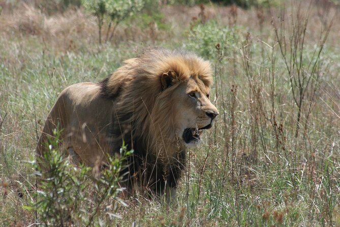 Rhino and Lion Park Guided Tour from Johannesburg - Breeding centre and crèche area walk: tigers, jaguars, and the extra cost details