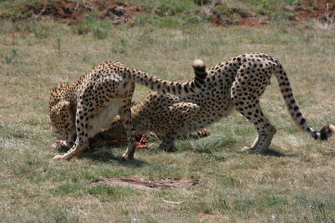 Rhino and Lion Park Guided Tour from Johannesburg - Is $86.55 a good deal for this 3-hour big-cat experience?