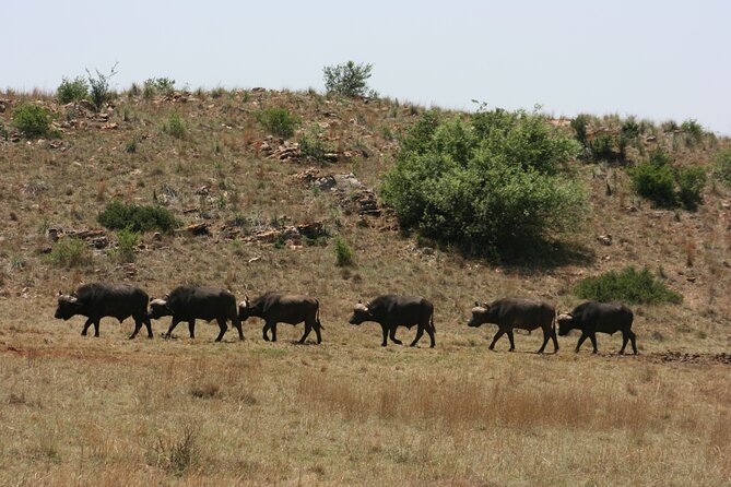 Rhino and Lion Park Guided Tour from Johannesburg - Who should book the Rhino and Lion Park guided tour?