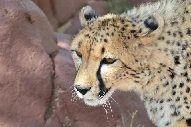Rhino and Lion Park Guided Tour from Pretoria, THURSDAYS & SUNDAYS - Hotel pickup and the smooth route to The Cradle of Humankind