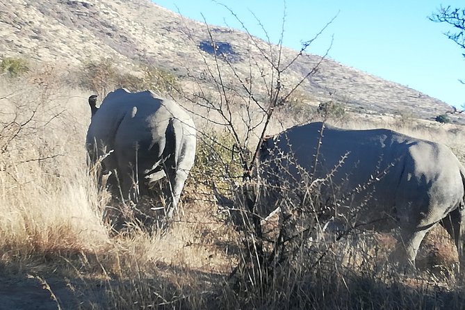 Rhino and Lion Park Half Day Safari from Johannesburg - Rhino and Lion Park sightings: what you can reasonably hope to see
