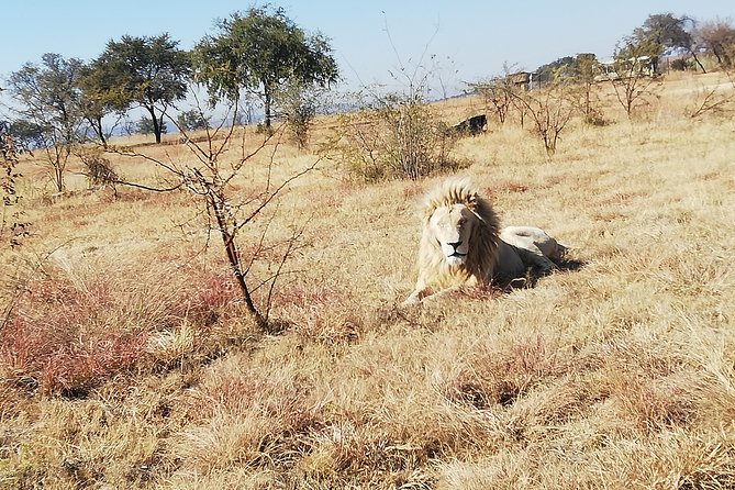 Rhino and Lion Park Half Day Safari from Johannesburg - Price and value: is $173.44 a good deal for a half-day Johannesburg safari?
