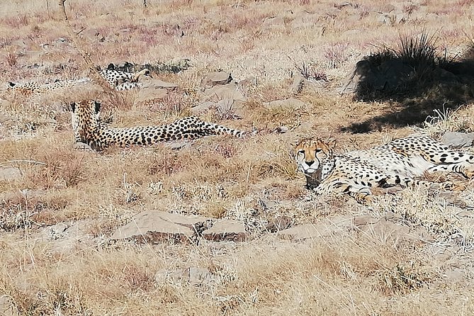 Rhino and Lion Park Half Day Safari from Johannesburg - Things to consider before you book