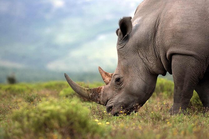 Rhino and Lion Park Safari Tour - Why Rhino and Lion Safari Works as a Half-Day Plan