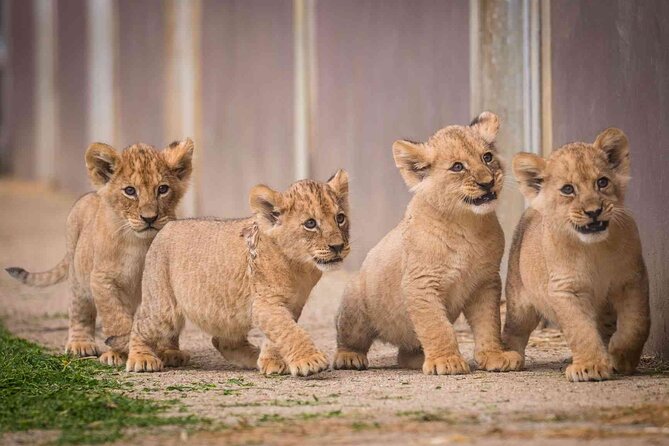 Rhino and Lion Park Safari Tour - What You Can Expect to See: Big Five Chances and the Easy Wins