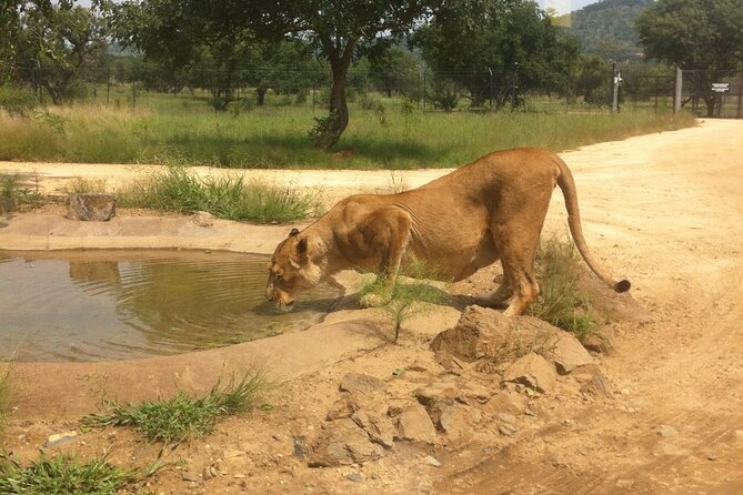 Rhino and Lion Park Safari Tour - Who This Tour Fits Best (and Who Should Skip It)