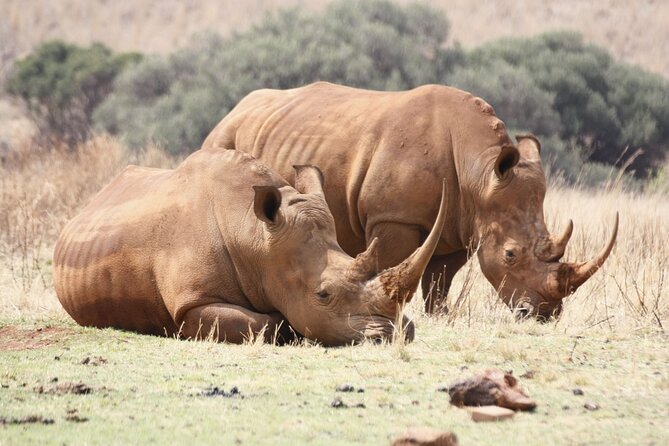 Rhino and Lion Park Safari Tour - Rhino and Lion Nature Reserve: The Part You’ll Actually Remember