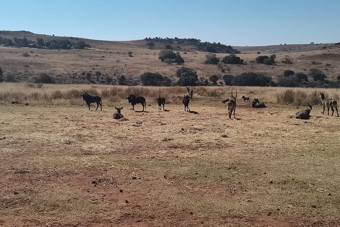 Rhino And Lion Safari with Wondercave Tour - Rhino and Lion Nature Reserve safari: Wildlife sanctuary energy, plus open-air viewing