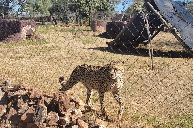Rhino And Lion Safari with Wondercave Tour - What the 8 hours feels like: pacing, listening, and photos
