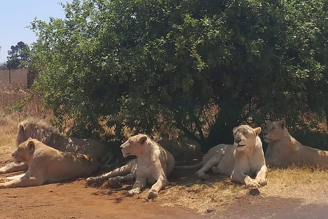 Rhino & Lion Nature Reserve - Rhino and Lion Nature Reserve, what you’re really paying for