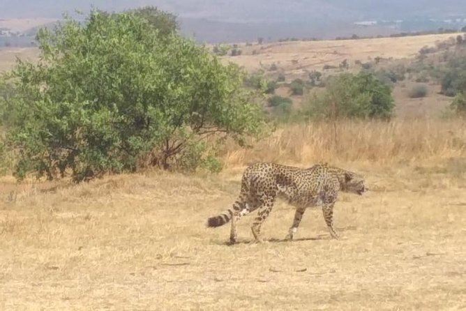 Rhino & Lion Nature Reserve - Hippos, tigers, and what else might be on your route