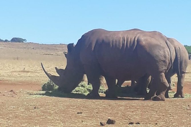 Rhino & Lion Nature Reserve - Private vehicle comfort, WiFi onboard, and how the day flows