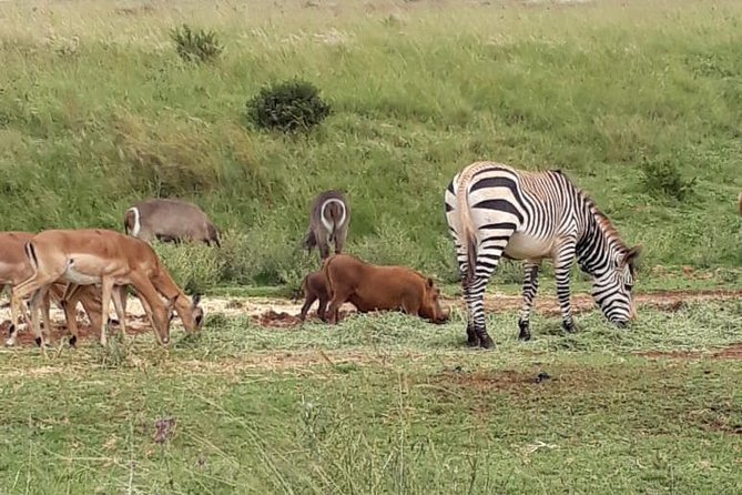 Rhino & Lion Nature Reserve - Price and value: what $132.97 gets you